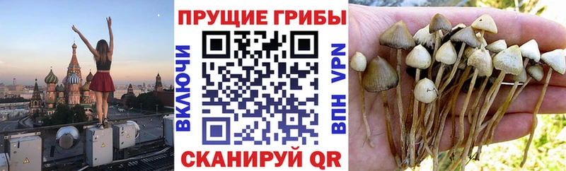 Галлюциногенные грибы прущие грибы  KRAKEN tor  Северодвинск 