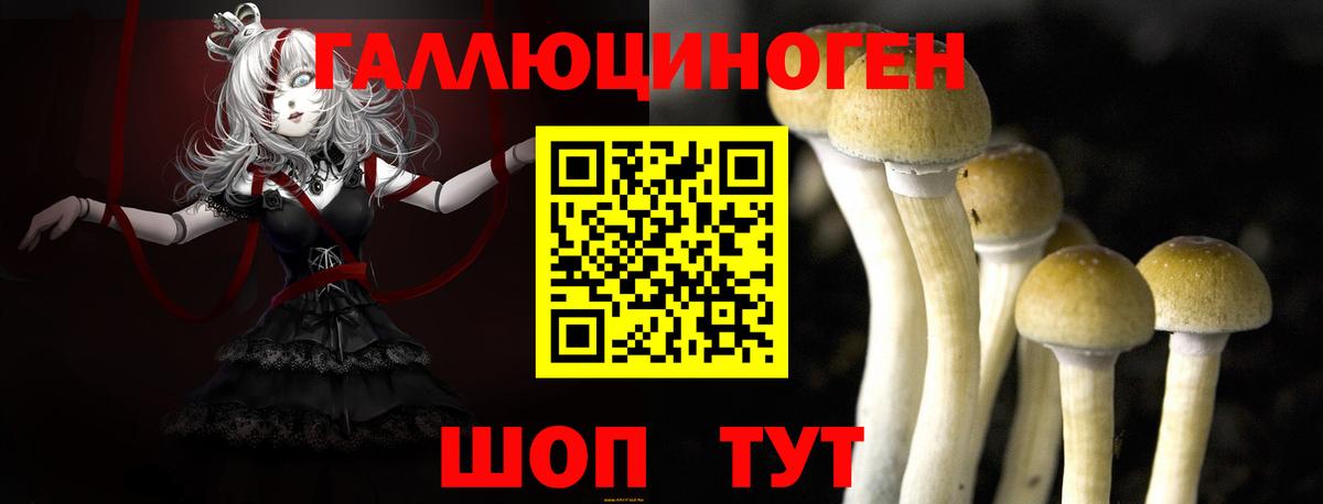 Галлюциногенные грибы Psilocybine cubensis Северодвинск